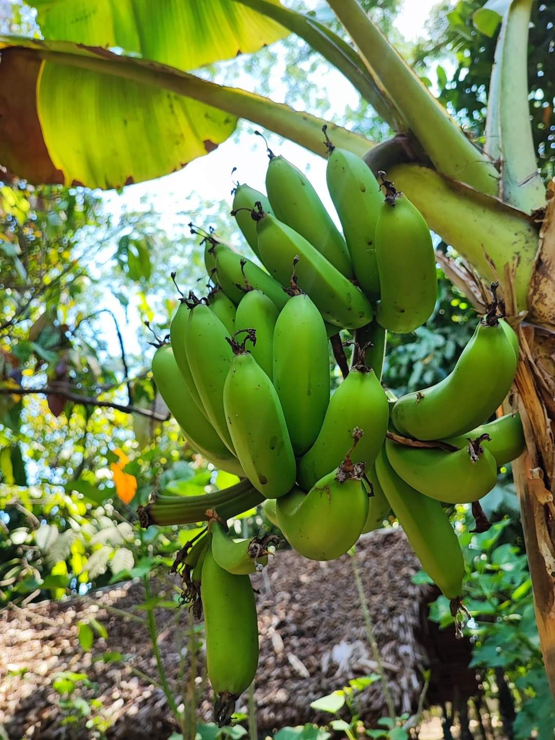 Green bananas on the tree