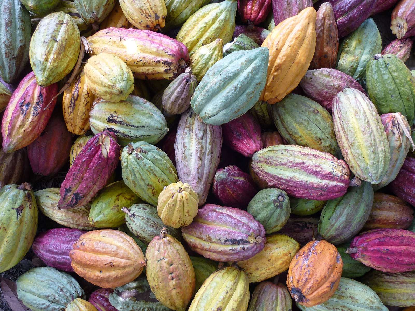A harvest of cacao pods in every colour, from a Sambirano plantation