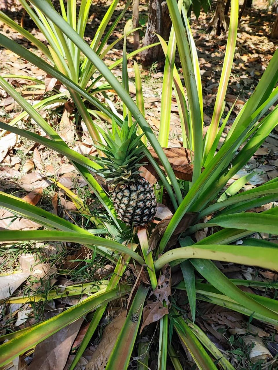 A pineapple ripening in the plantation
