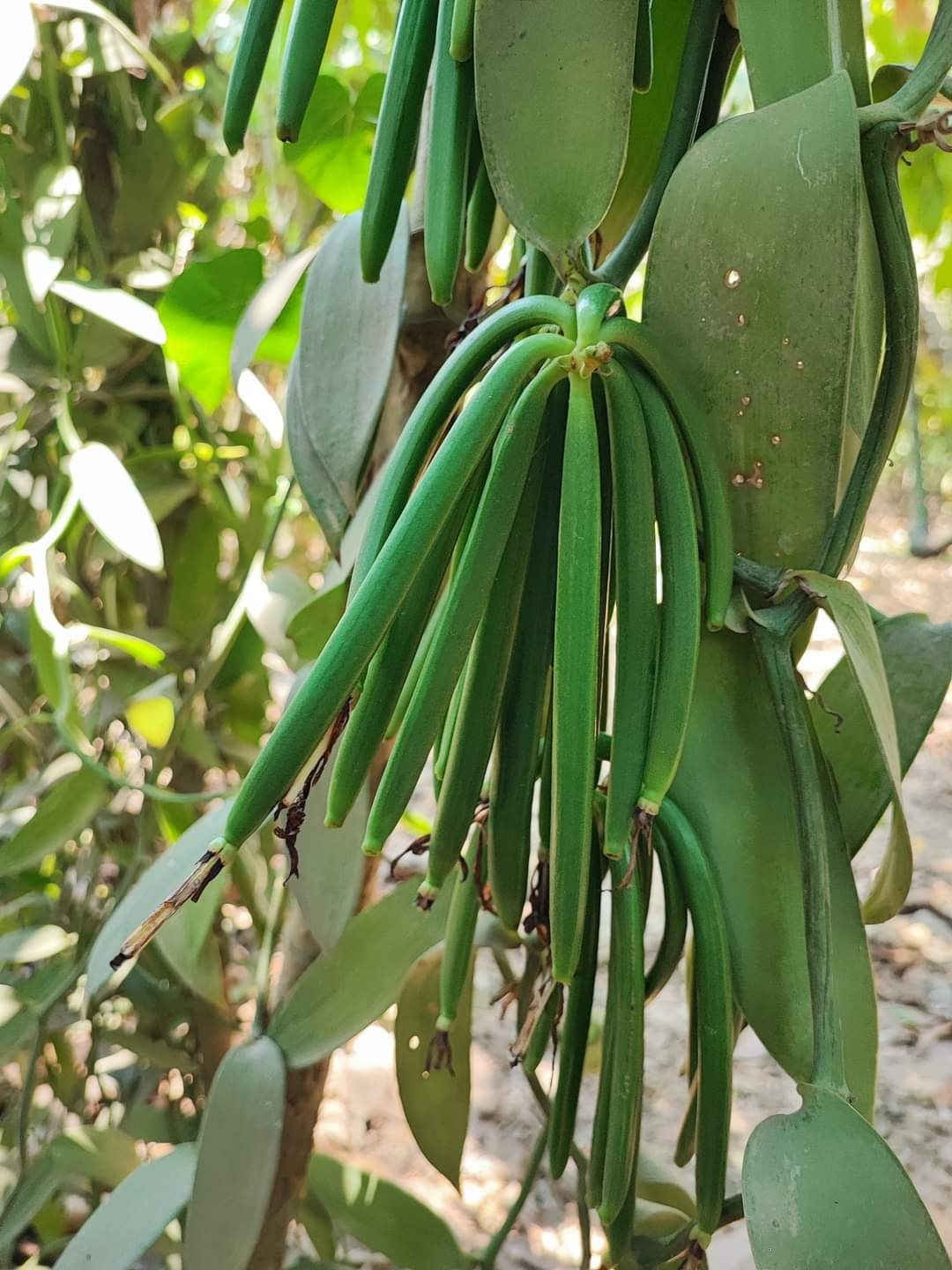 Green vanilla pods ripening on the vine &mdash; every flower pollinated by hand