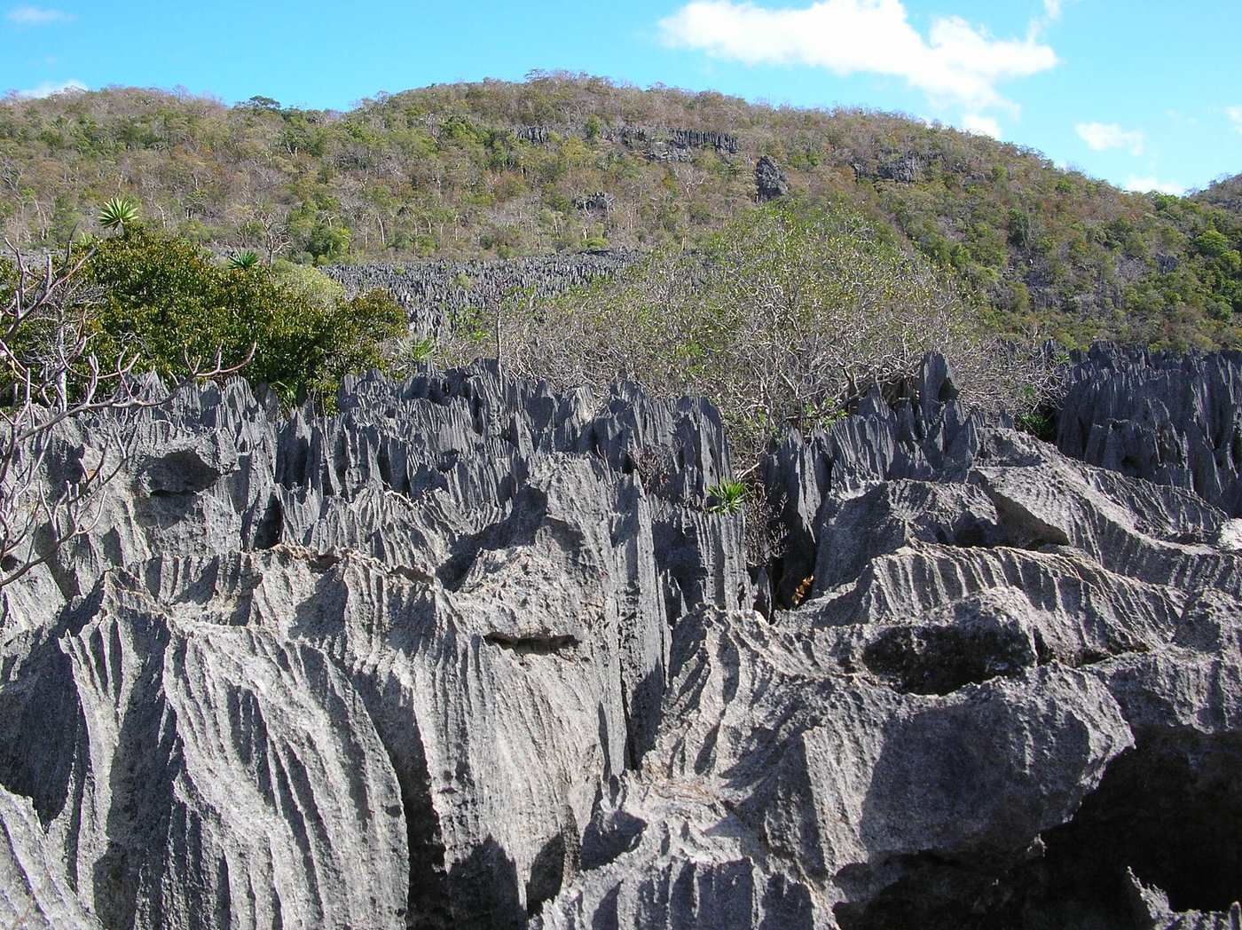 The grey limestone tsingy of the Ankarana reserve