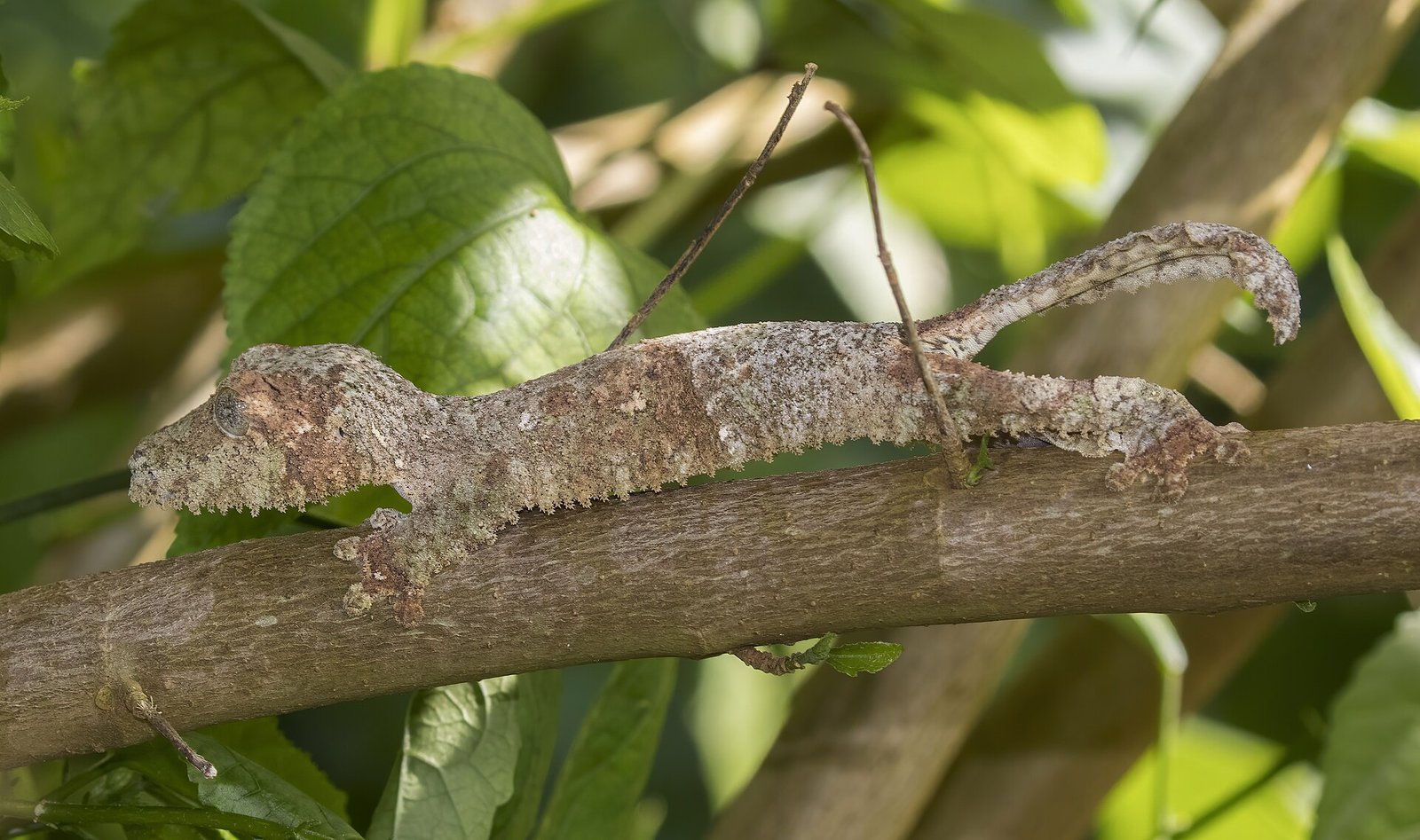 A leaf-tailed gecko (Uroplatus) camouflaged on a branch