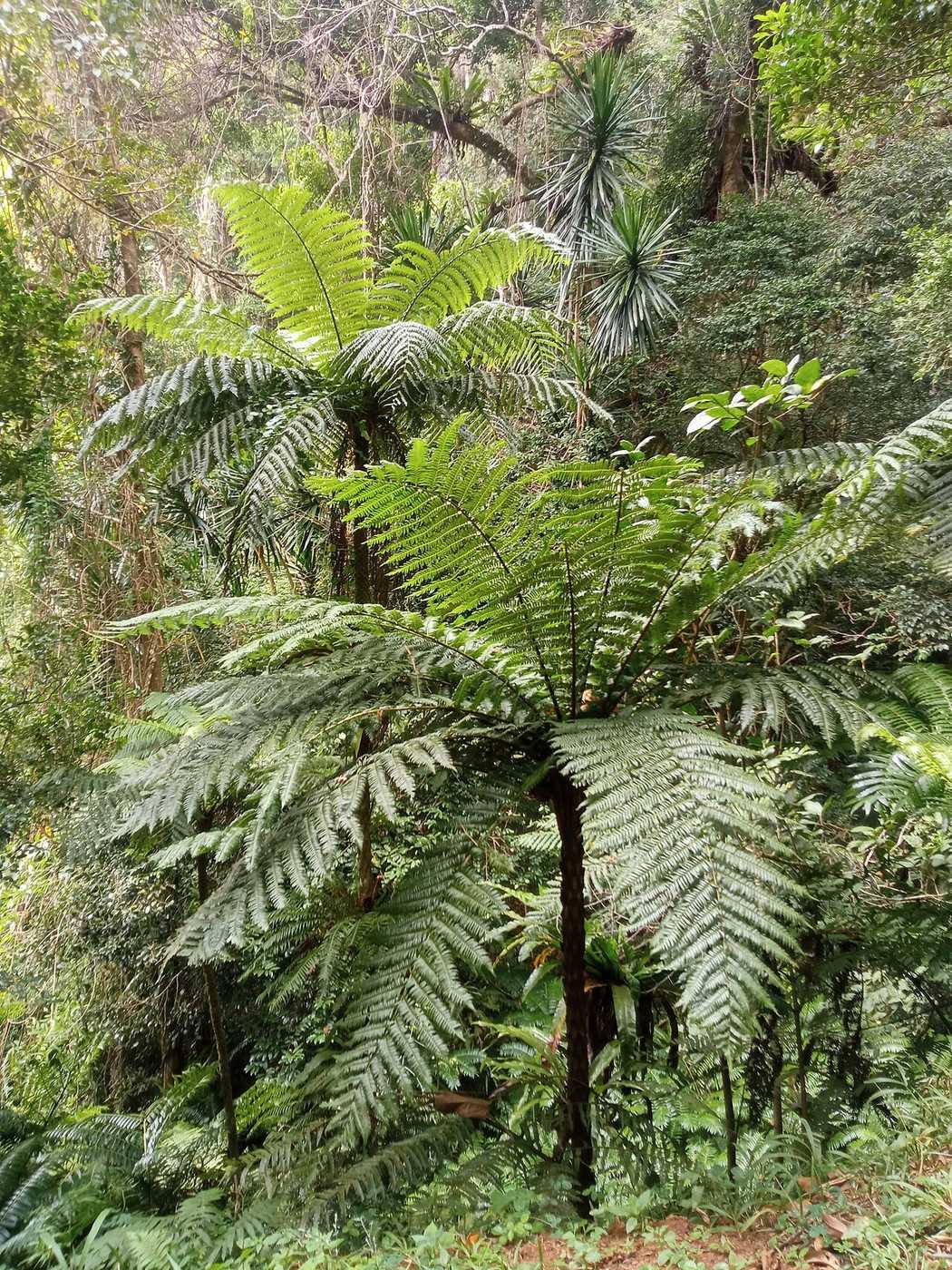 Tree ferns in the rainforest of Montagne d'Ambre