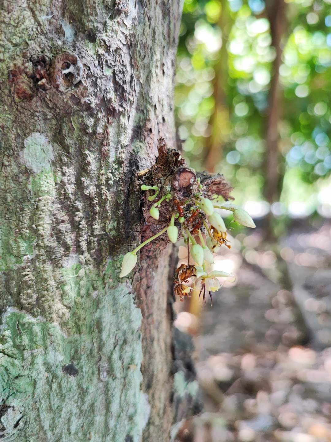 Flowering Spice Tree