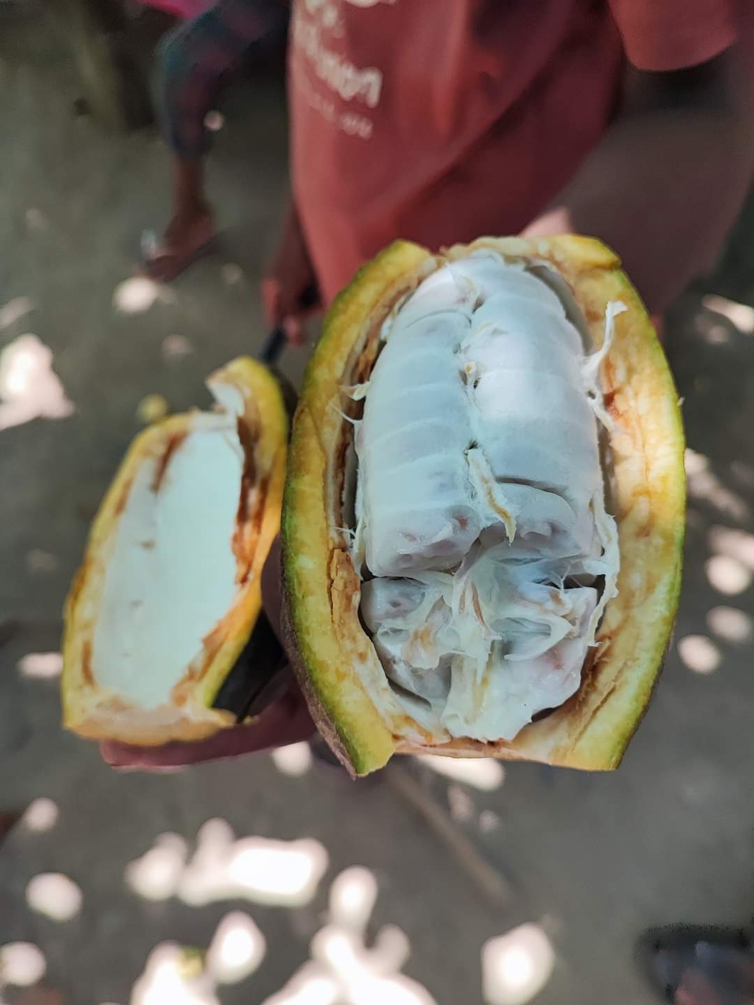 Cacao, Freshly Opened