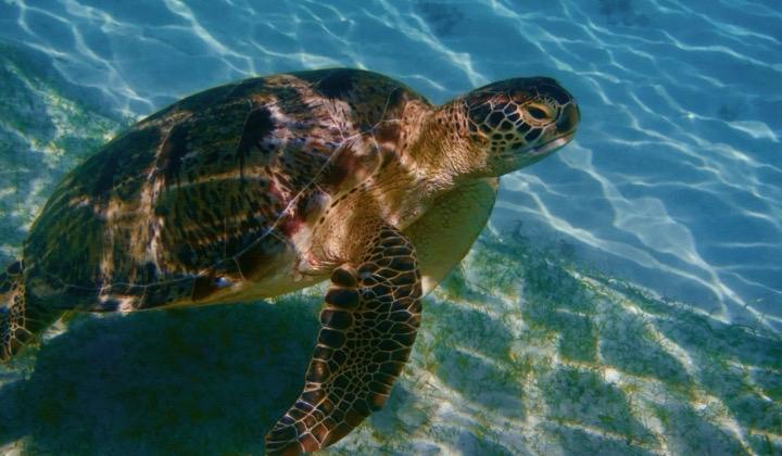 Green sea turtle over seagrass while snorkeling at Nosy Sakatia, Nosy Be