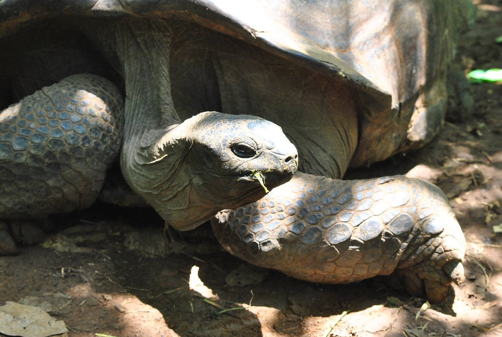 Aldabra giant tortoises at a reserve near Hell-Ville
