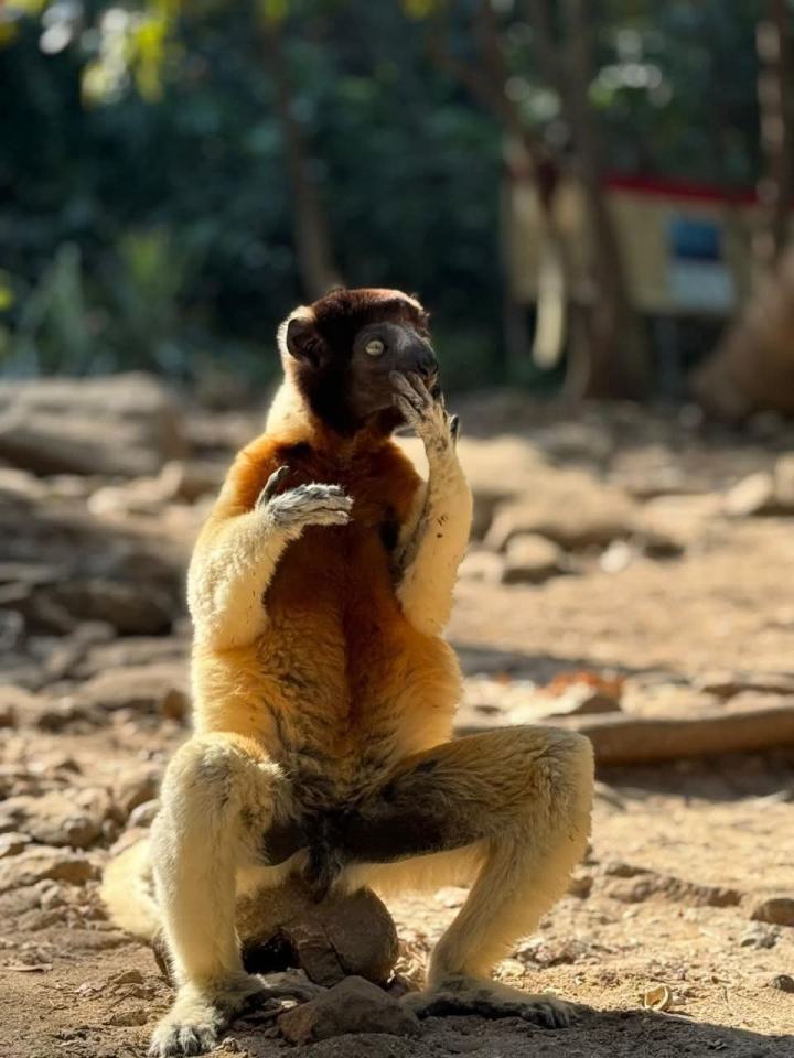 Golden sifaka lemur on Nosy Komba