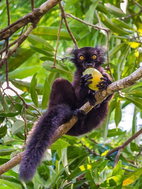 A male black lemur eating fruit