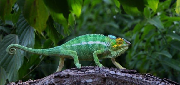 A panther chameleon on a branch