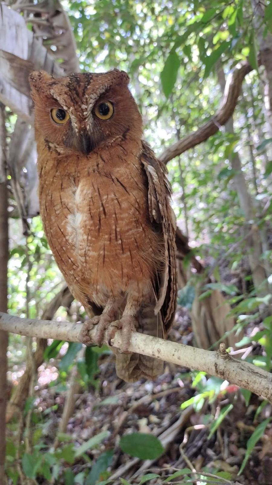 A Madagascar scops owl roosting on a branch