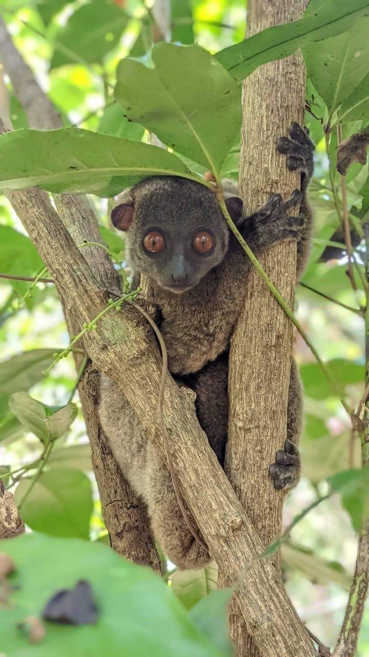Nosy Be sportive lemur resting in a tree