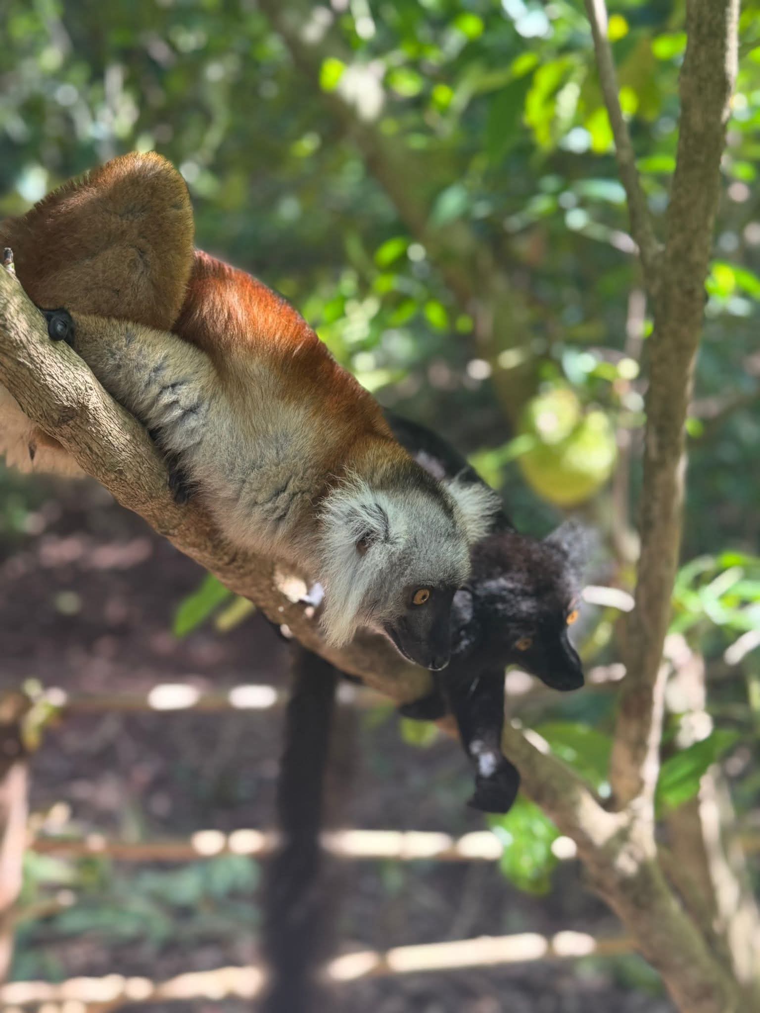 Nosy Komba Lemurs