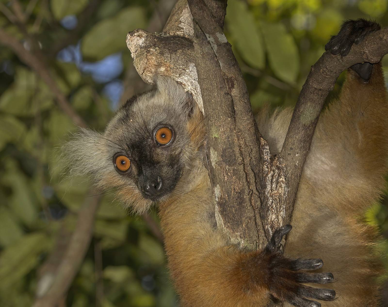 A russet-brown female black lemur with white cheeks at Lokobe