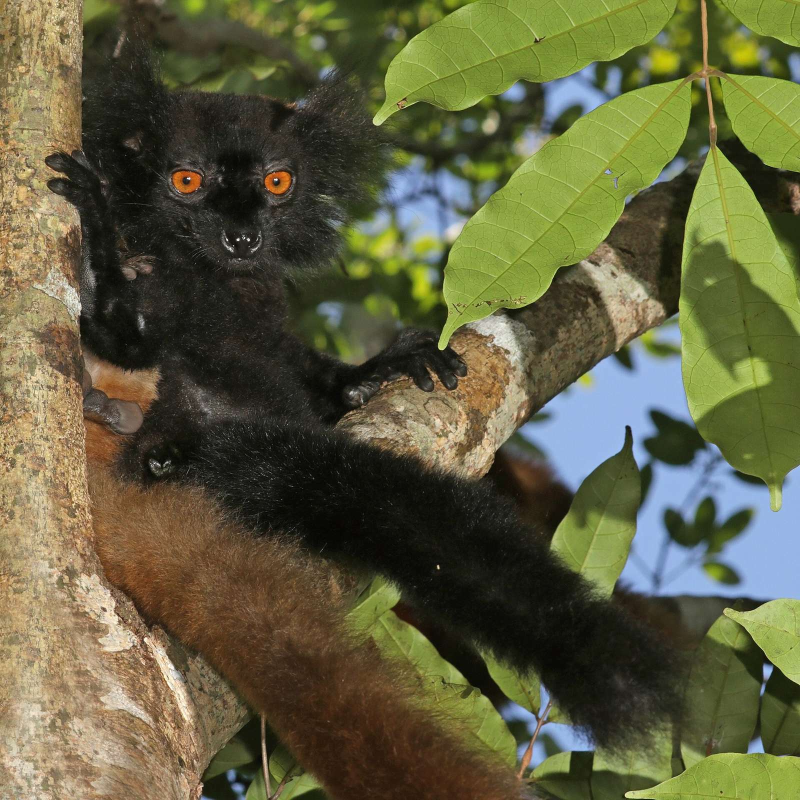 A jet-black male black lemur in the Lokobe rainforest