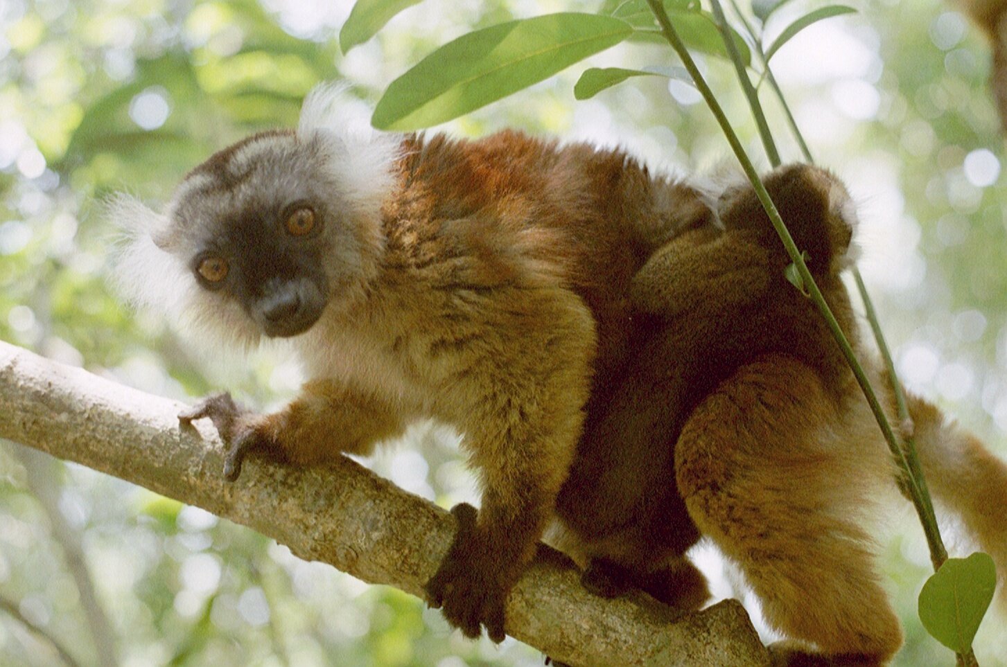 A pair of black lemurs in the trees at Lokobe &mdash; the jet-black male and russet female