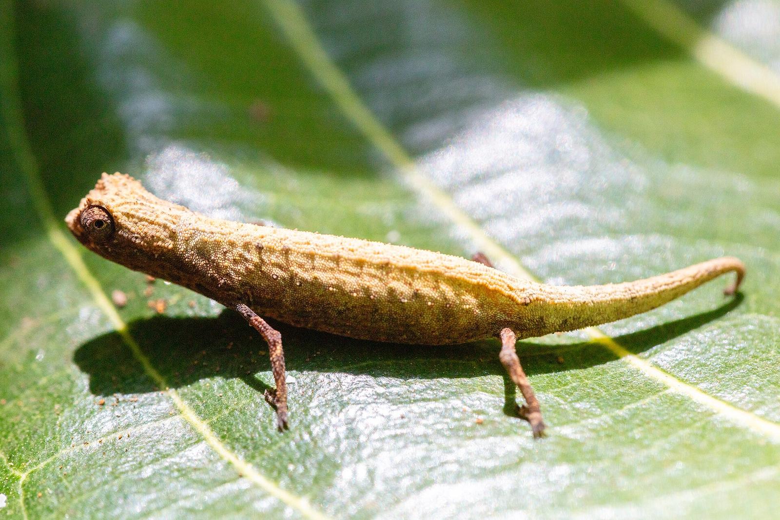 A tiny Brookesia stump-tailed chameleon on a fingertip at Lokobe