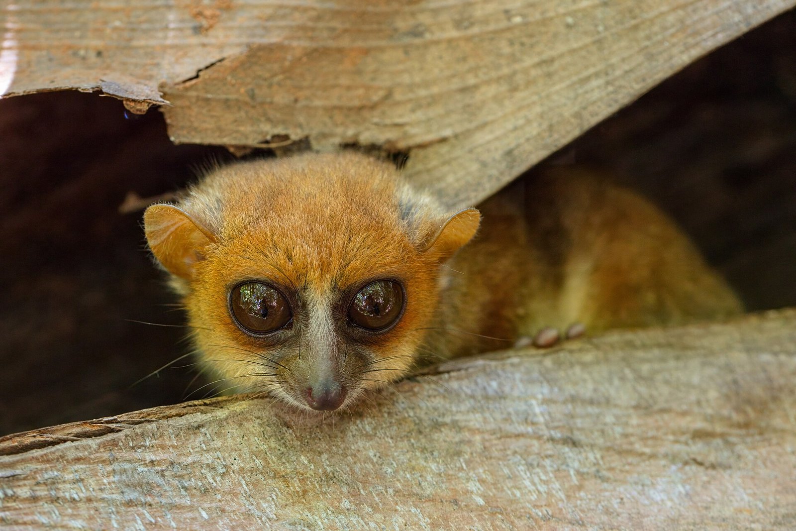 A grey mouse lemur, one of the world's smallest primates, at Lokobe