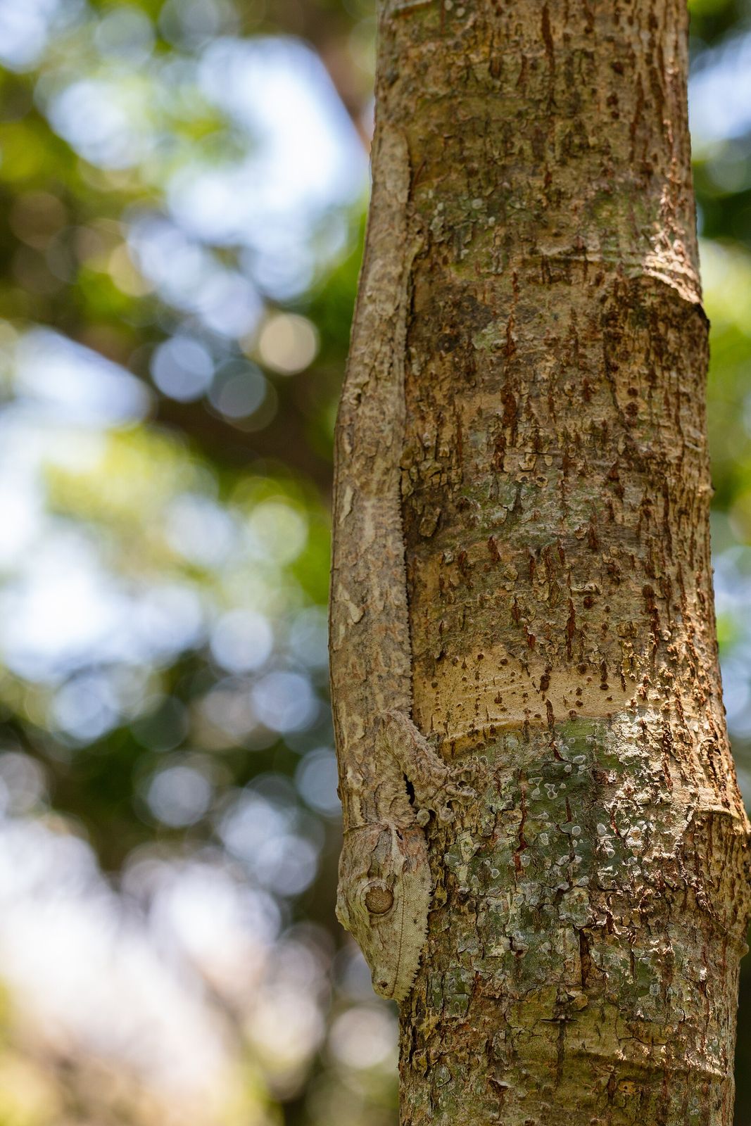A close view of a leaf-tailed gecko (Uroplatus) at Lokobe