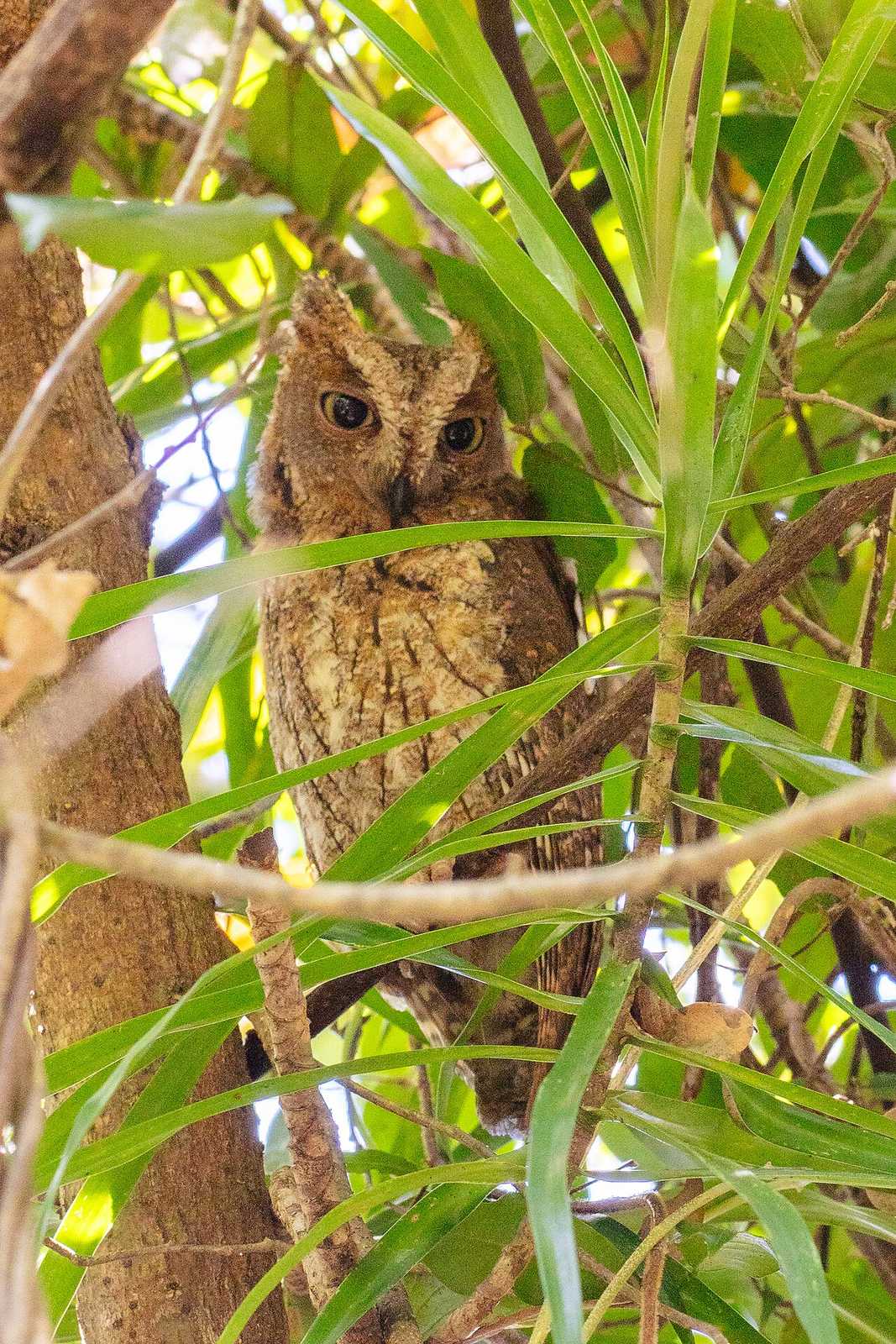 A Madagascar scops owl roosting by day at Lokobe