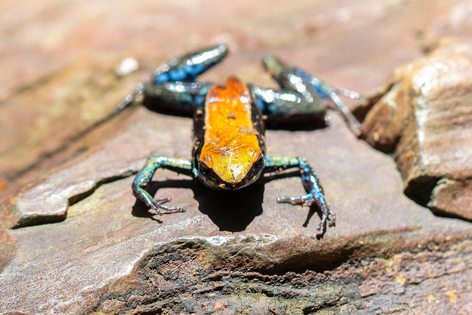 A tiny, brightly coloured mantella frog on the forest floor at Lokobe