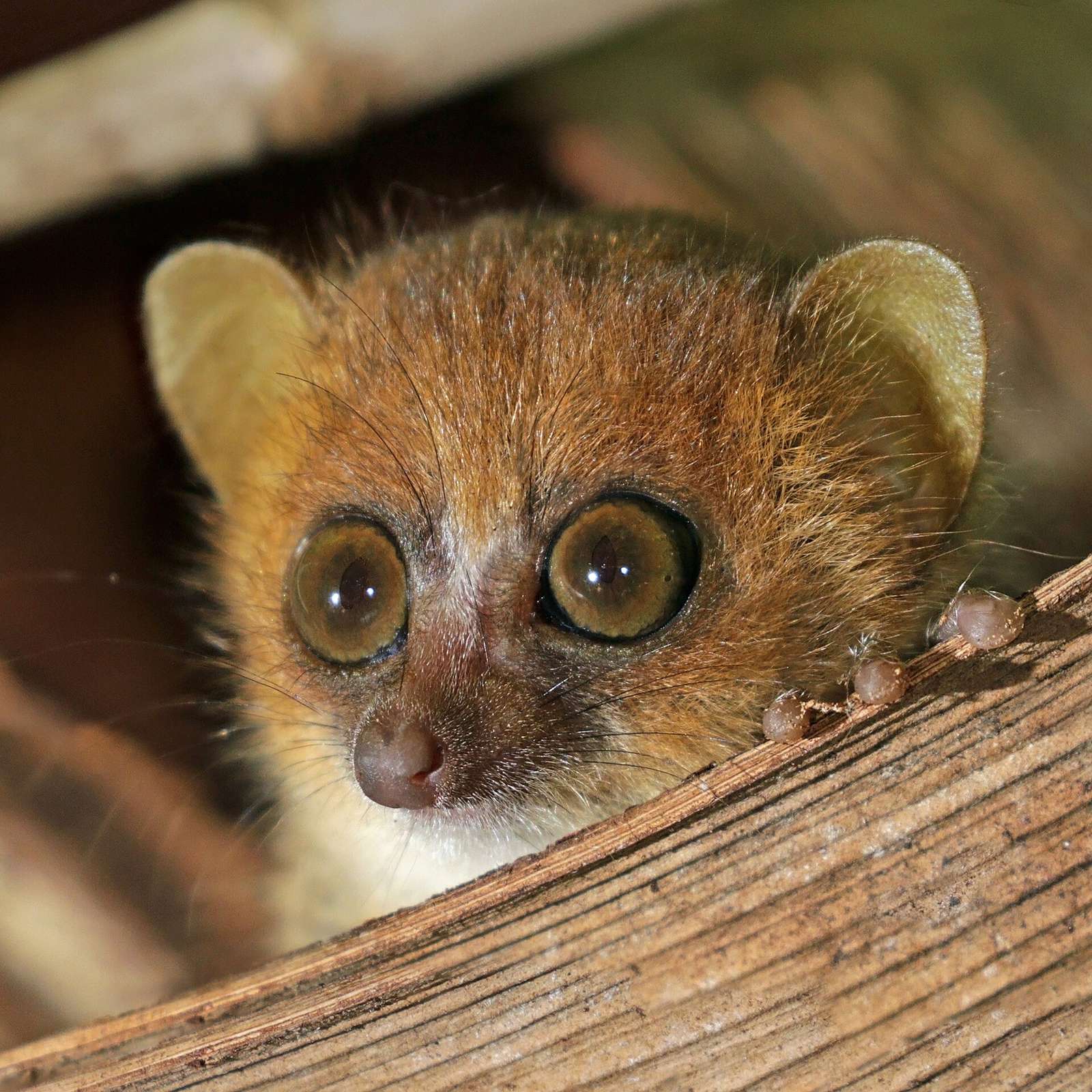 A tiny nocturnal mouse lemur asleep in a tree hollow at Lokobe