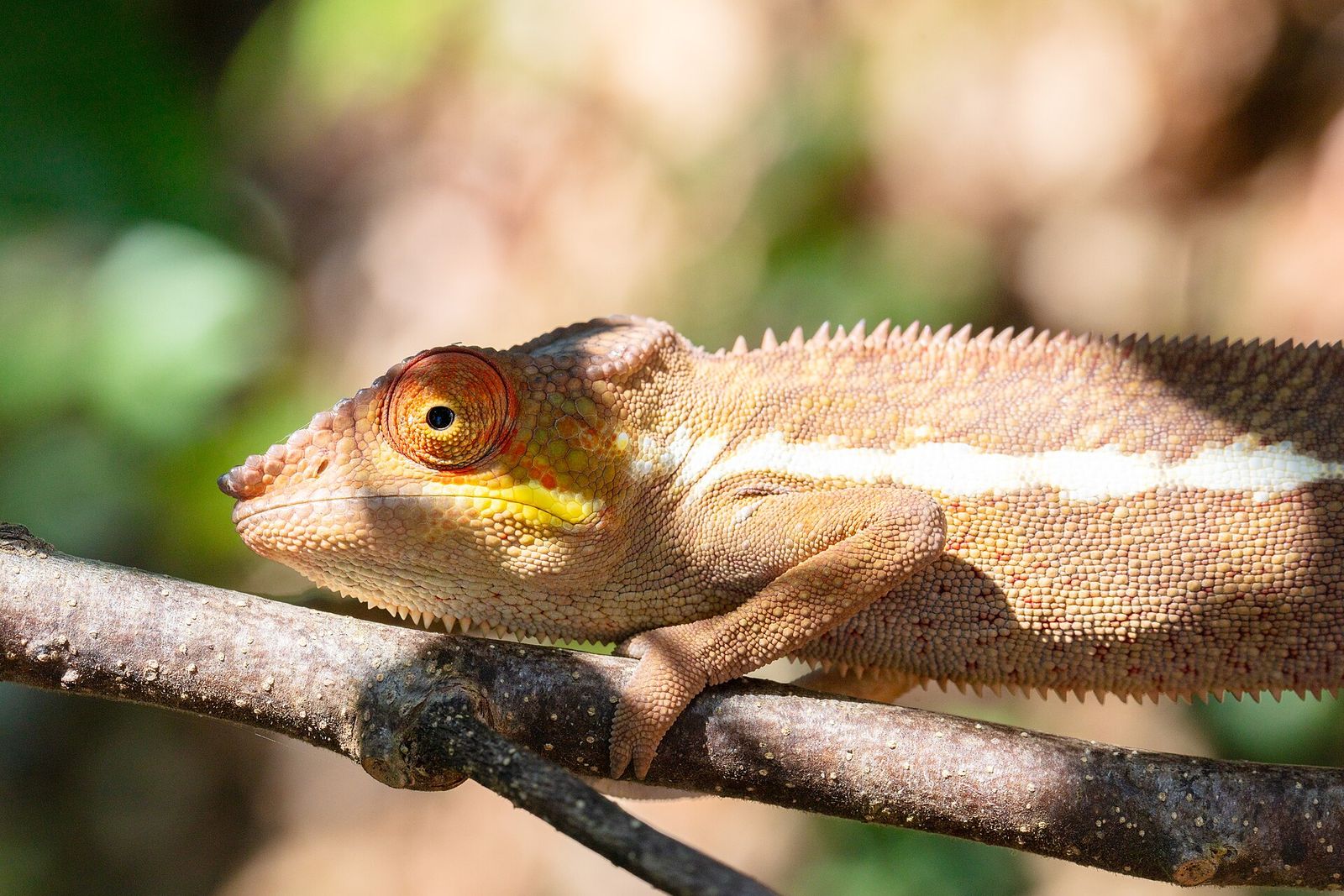 A panther chameleon endemic to northern Madagascar at Lokobe