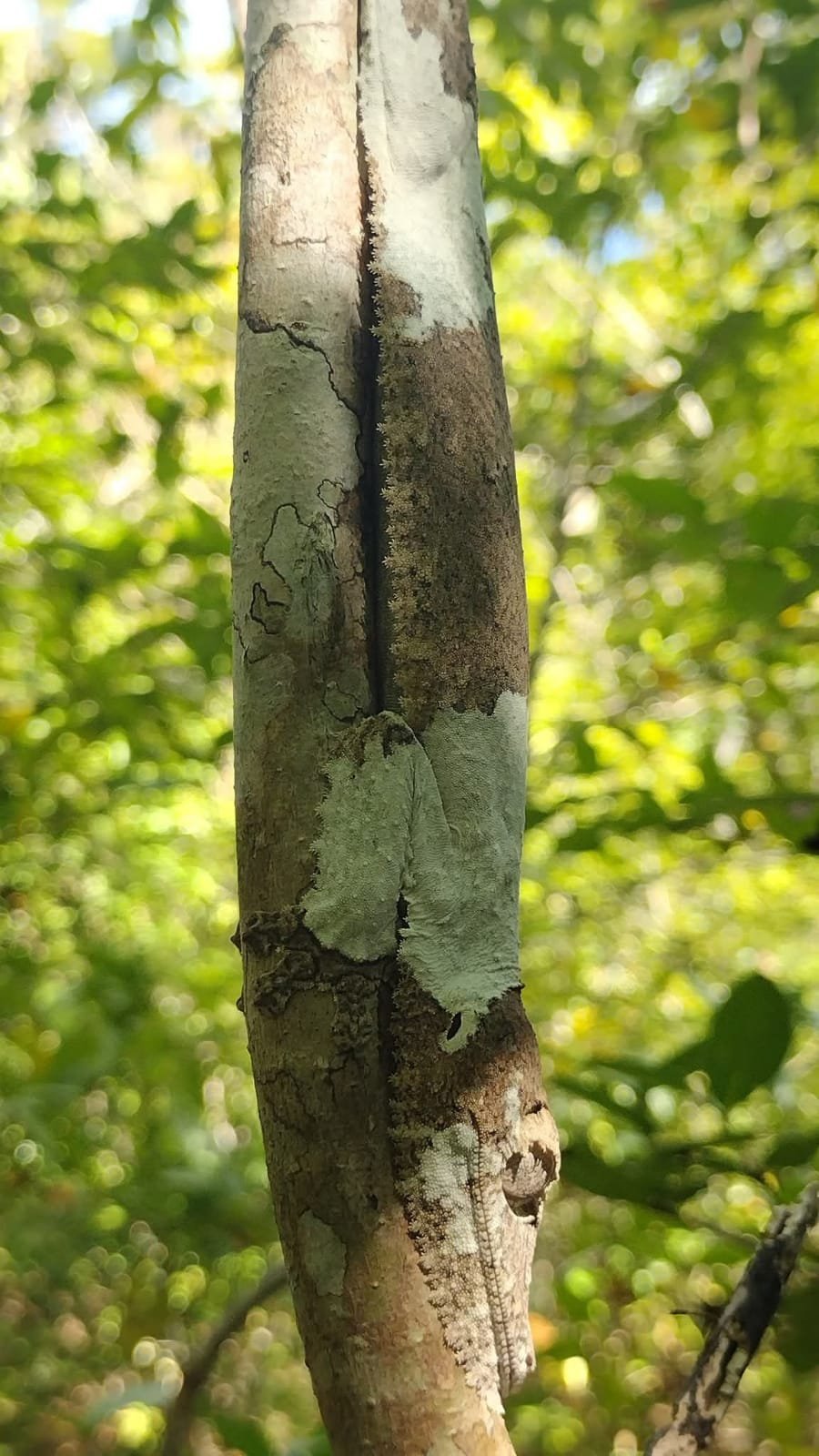A leaf-tailed gecko all but invisible against a lichen-covered tree trunk at Lokobe