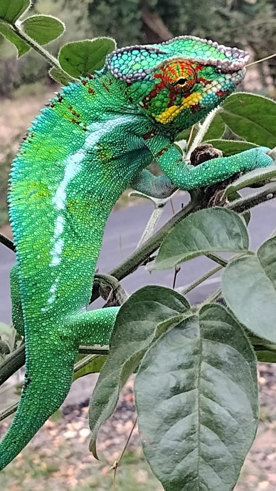 A vivid green panther chameleon on a branch in Lokobe