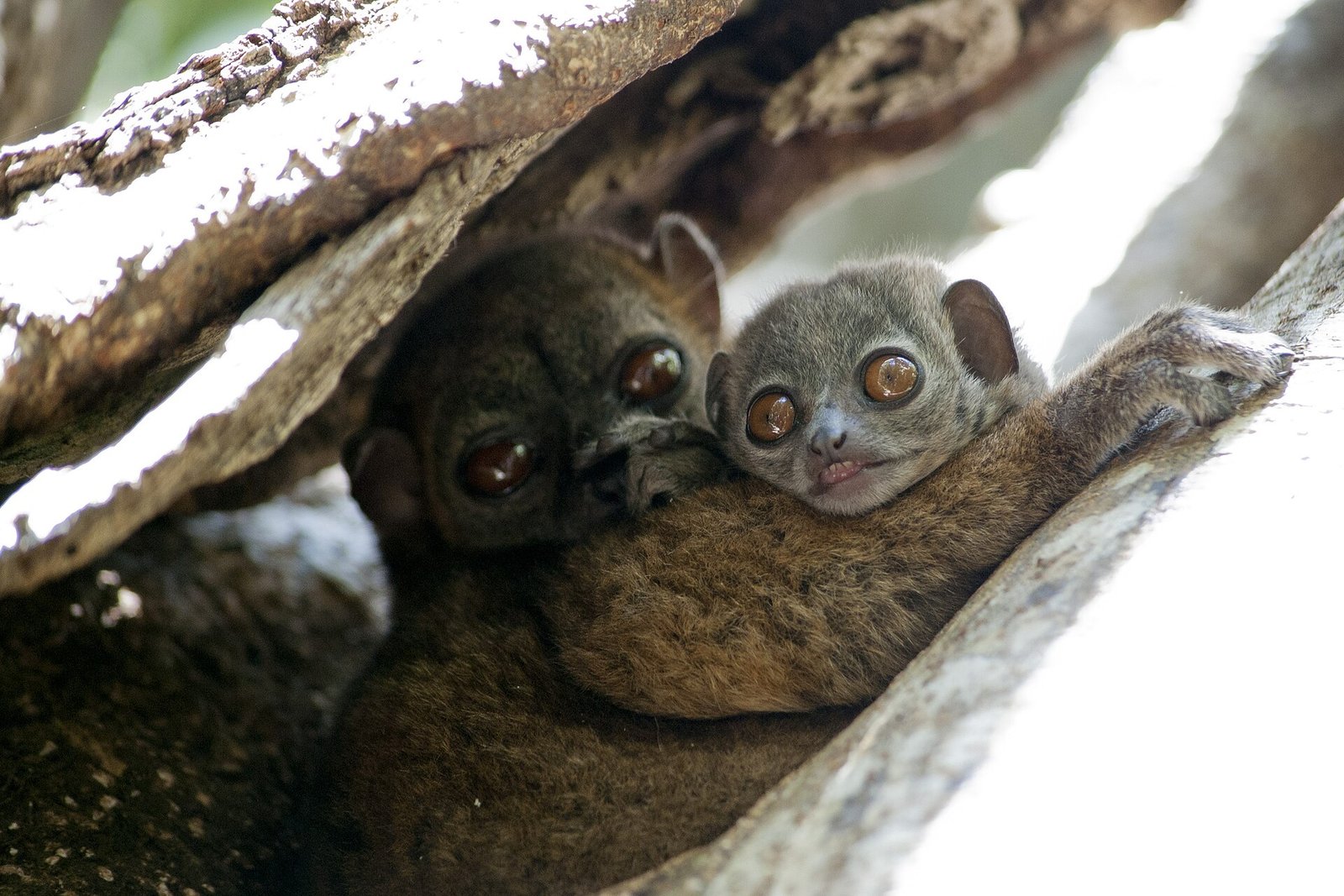 A sportive lemur resting in a tree at Lokobe