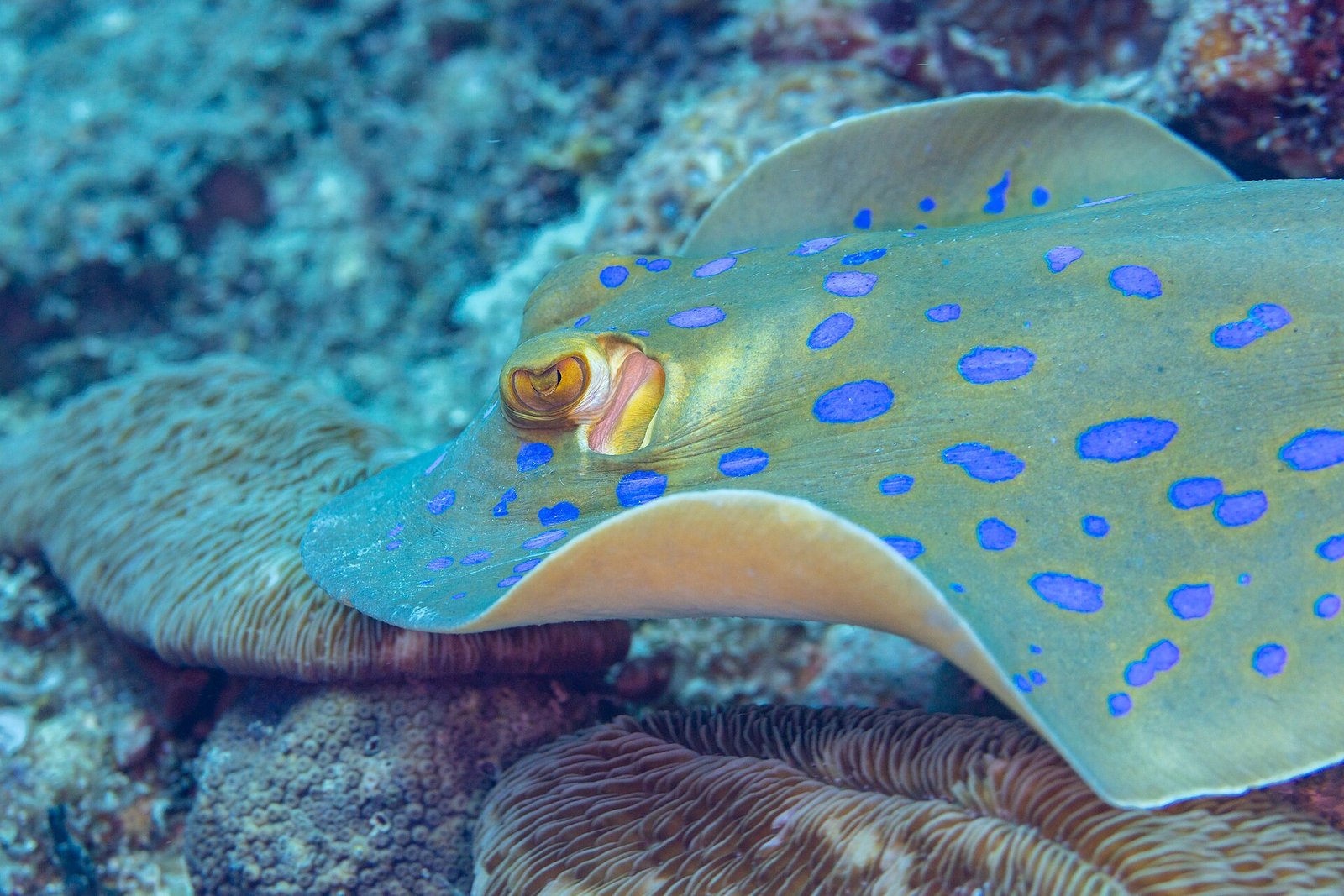 A blue-spotted ribbontail ray on the sand