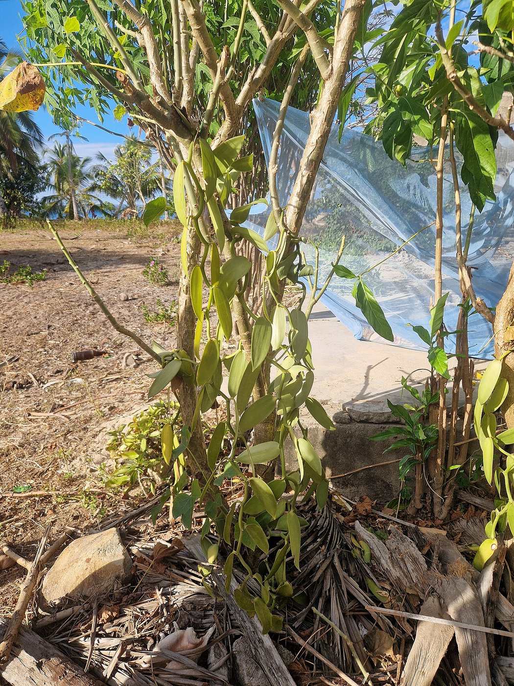 A vanilla vine climbing its support tree on Nosy Sakatia