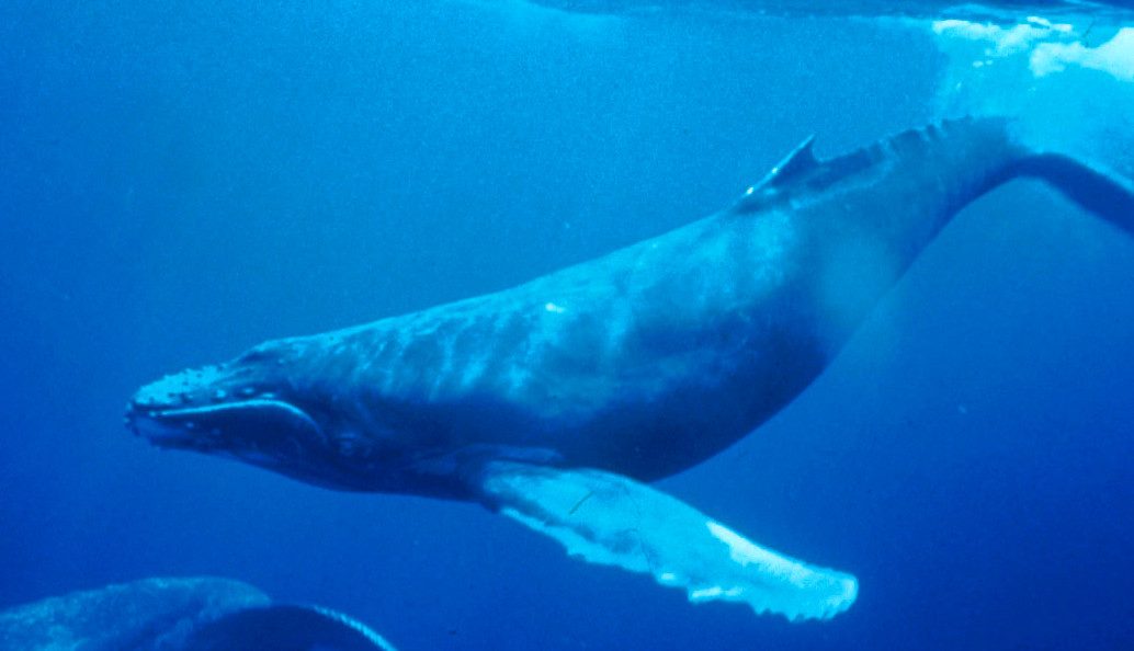 Humpback whale underwater near Nosy Be