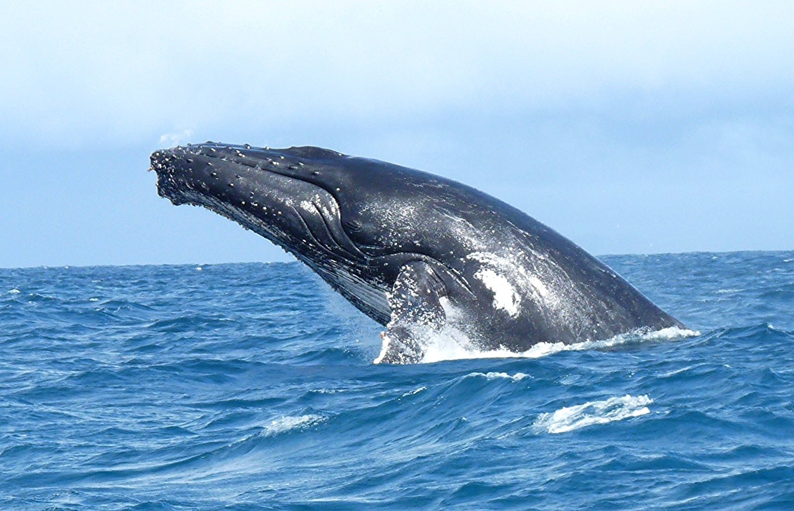 A humpback whale breaching off the Madagascar coast