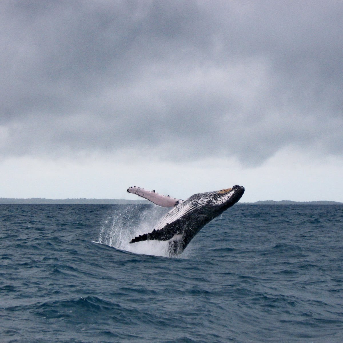 A humpback breaching in Antongil Bay, Madagascar
