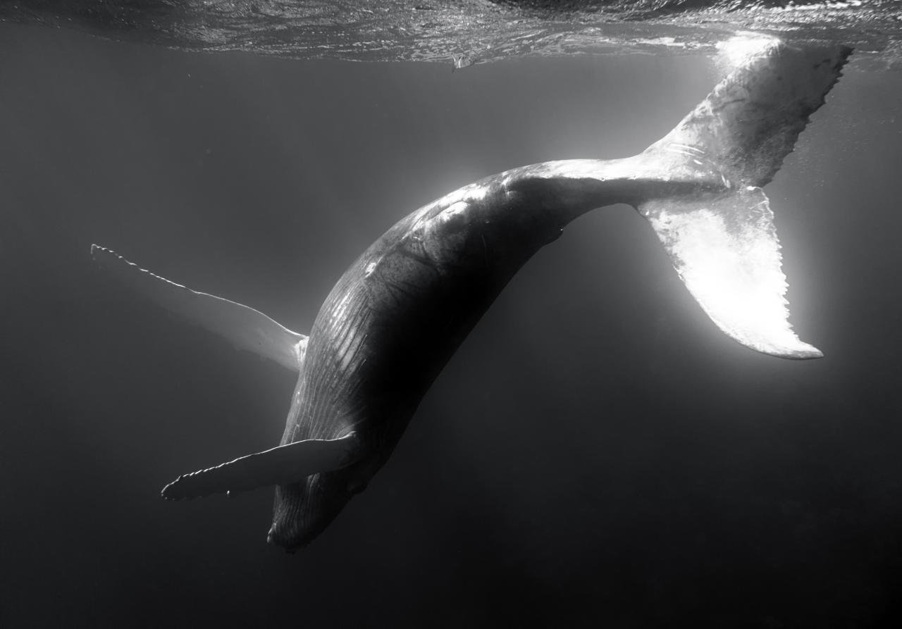 A humpback whale fluke as the whale sounds