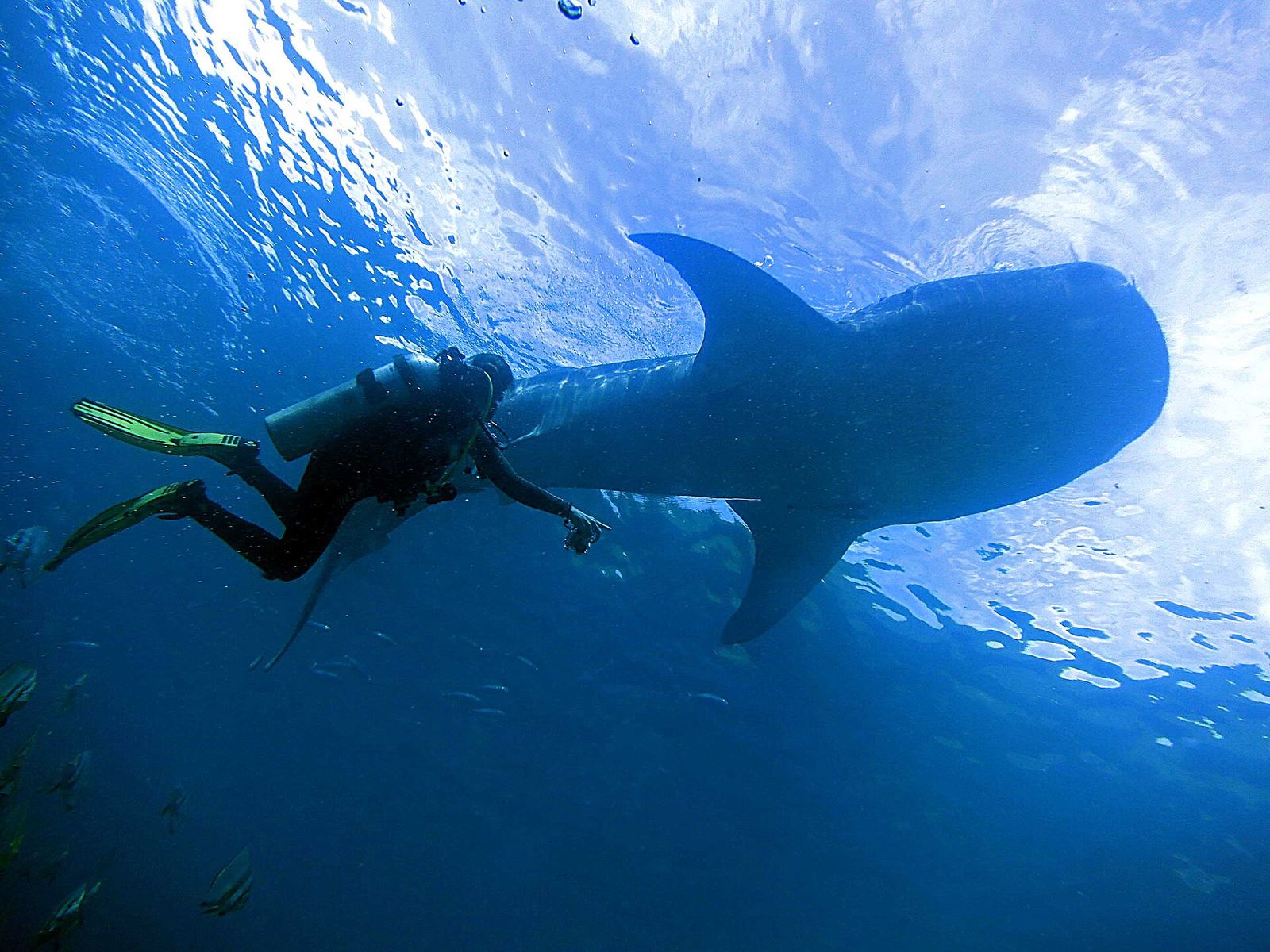 A snorkeler swimming alongside a whale shark