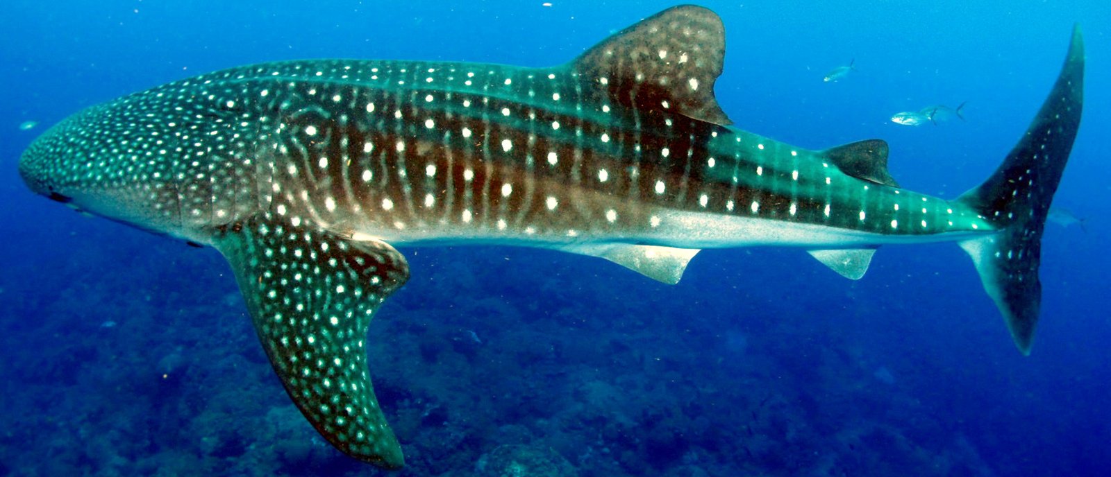 A whale shark seen from the side